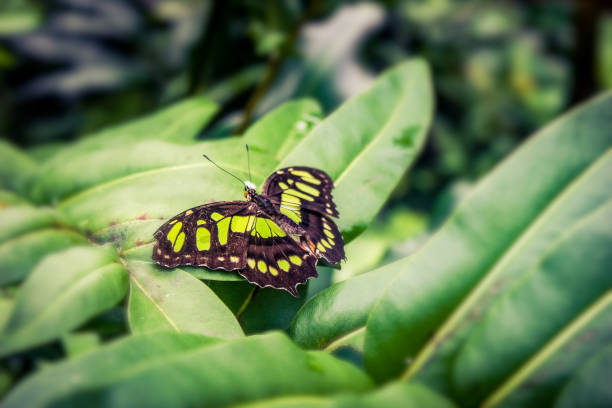 farfalla malachite - malachite butterfly foto e immagini stock