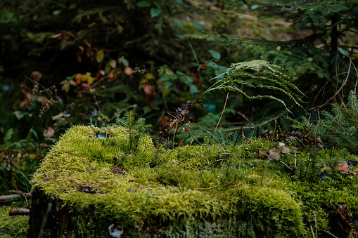 Stump covered with wet green moss in dense autumn forest, tree sprouts breaking through the bud, close-up, soft focus, taiga vegetation, natural background, Old fall trees, pine-wood, Czech Republic