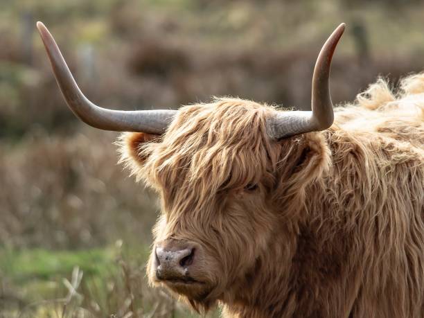 istock Highland Coo Close-Up. 1311161648