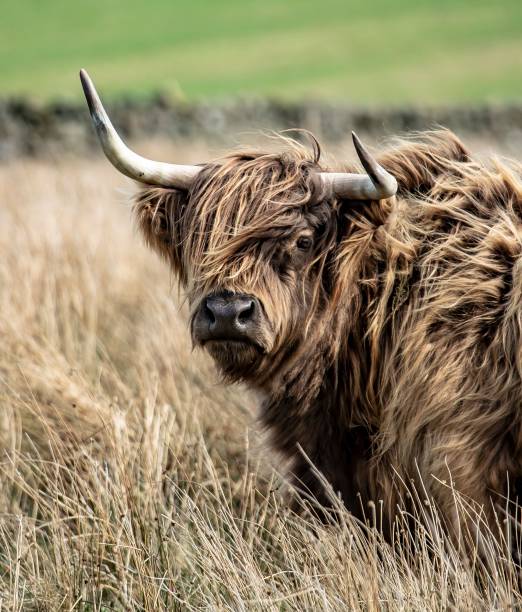 istock Highland Coo Close-Up. 1311161812