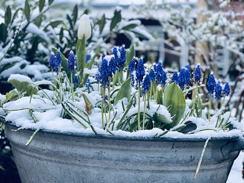 Heavy snow at springtime with flowering tulips