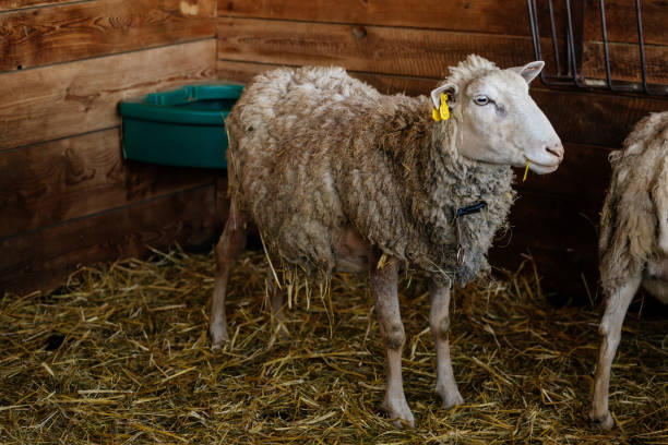 Close up portrait of white sheep on straw at the farm, background of a wall of wooden logs, wooden shelter, old barn in village, light coat, big eyes, Inquisitive cute sheep looking away, young lamb retrato de cerca de ovejas blancas sobre paja en la granja, fondo de una pared de troncos de madera, refugio de madera, granero viejo en el pueblo, abrigo ligero, ojos grandes, ovejas lindas inquisitivas mirando hacia otro lado, cordero joven