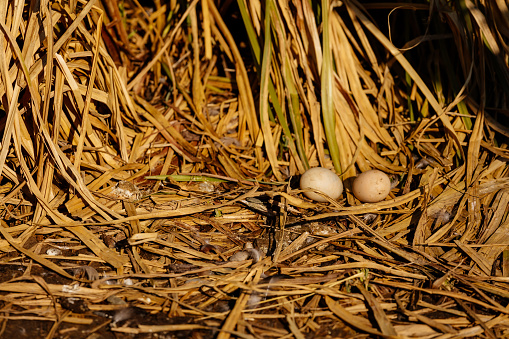 Soft focus and Closeup duck egg for cooking, big duck egg in a nest of hay, chemical free white chicken egg in a nest from dry grass, yellow cane, spring sunny day, concept healthy food, minimal idea