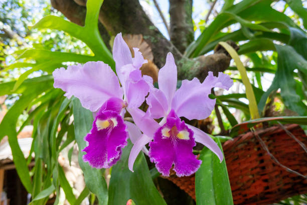 purple orchid in natural environment - Cattleya trianae This orchid is the national flower of Colombia cattleya trianae stock pictures, royalty-free photos & images