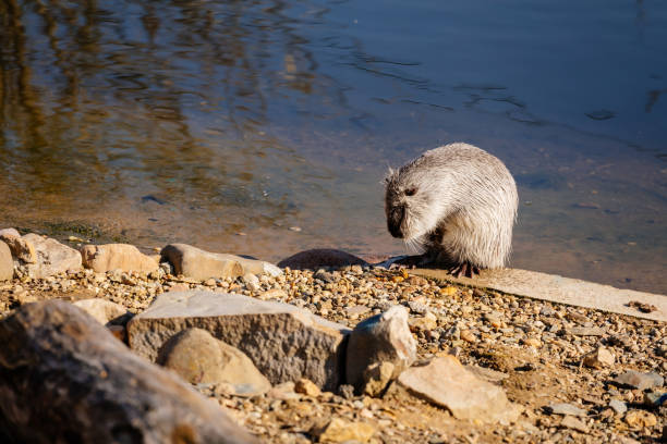 fermez-vous vers le haut du portrait du coypu blanc, du rat de fleuve, du nutria ou du coypus de myocastor lavant la fourrure et les mains sur les rives de la rivière et se reposant tandis qu’au déversoir, au rongeur ou au castor de marais, prague, ré - nutria rodent beaver water photos et images de collection