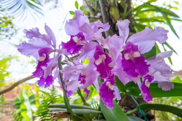 purple orchid in natural environment - Cattleya trianae This orchid is the national flower of Colombia cattleya trianae stock pictures, royalty-free photos & images
