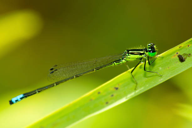 Bluet damselfly, Enallagma sp., on a stem in the Esther Currier Wildlife Management Area in New London, New Hampshire.