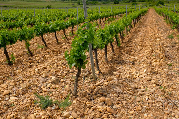 istock Rioja grape vine yard agriculture coltivation in galicia, spain 1311164921