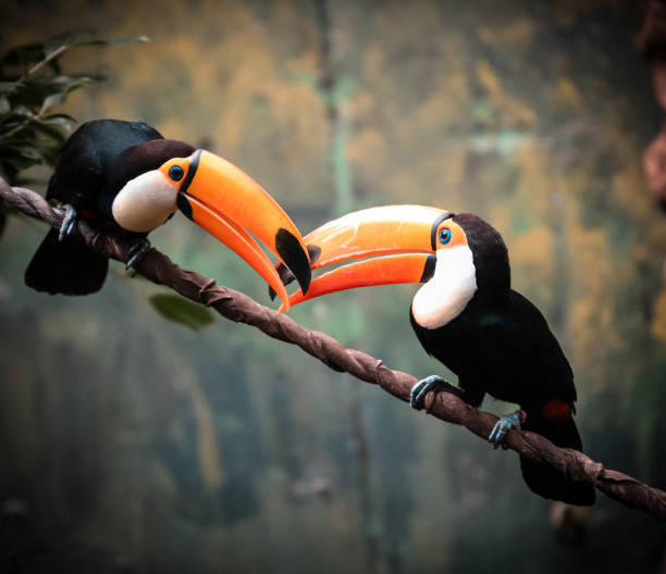 toucan couple Couple of toucans arguing all over the jungle amazon forest stock pictures, royalty-free photos & images