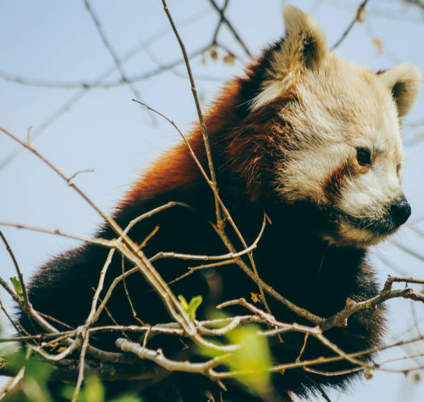 panda rojo - google panda fotografías e imágenes de stock