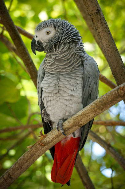 retrato de um papagaio cinza africano sentado em um galho de árvore em floresta verde luxuosa - african grey parrot - fotografias e filmes do acervo