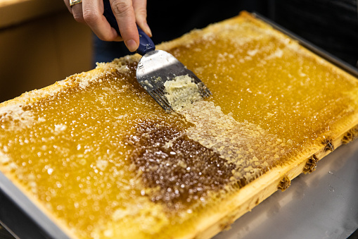 a hand holding a tool to remove freshly harvested honey from the slide