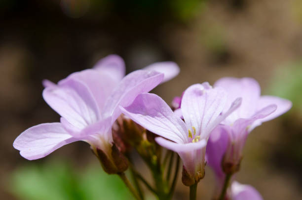 Flower with delicate light lilac petals and stamens, macro. Cardamine bulbifera flowering plant in the mustard family -  Brassicaceae, known as bittercresses and toothworts. cardamine bulbifera photos stock pictures, royalty-free photos & images