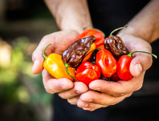 mano sosteniendo un montón de pimientos picantes - mixed pepper fotografías e imágenes de stock