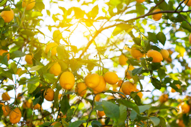 Lemon tree with ripe fruits. Branch of fresh ripe lemons with leaves in sun beams. Mediterranean citrus grove stock photo