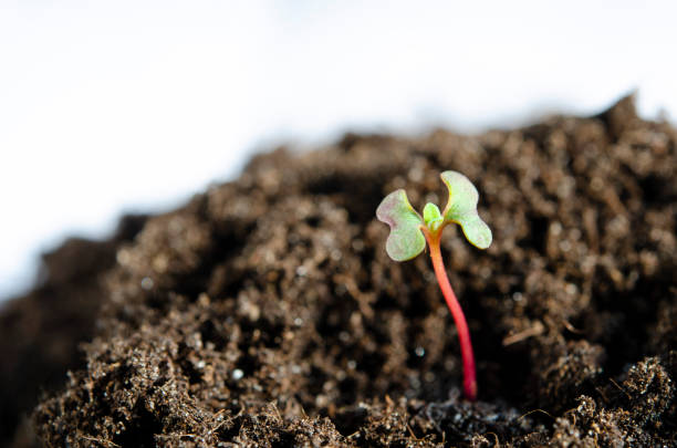 A small plant with leaves grows in the ground. Live sprout of eucalyptus.