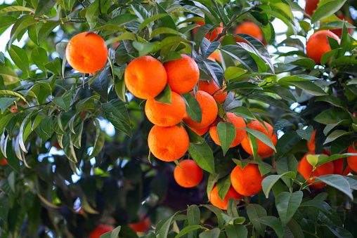 Orange tree with ripe fruits. Tangerine. Branch of fresh ripe oranges with lush leaves in sun beams. Satsuma tree picture. Citrus