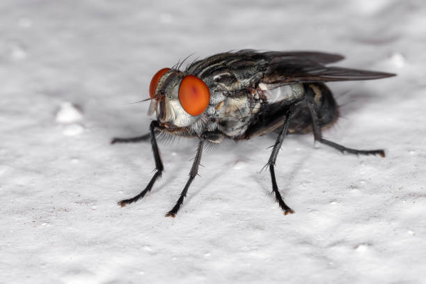istock Adult Flesh Fly 1311170774