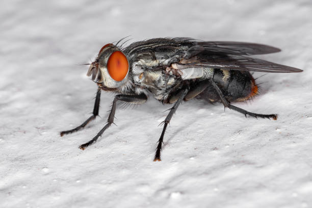istock Adult Flesh Fly 1311170777