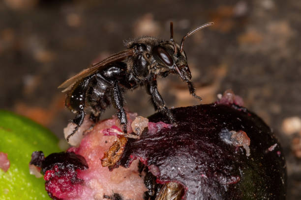 черная безоголая пчела - stingless стоковые фото и изображения