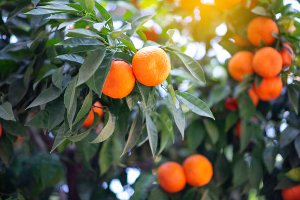 Orange tree with ripe fruits. Tangerine. Branch of fresh ripe oranges with leaves in sun beams. Satsuma tree picture. Citrus stock photo