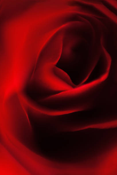 istock BEautiful out of focus red rose macro. Sensual red texture. 1311171128
