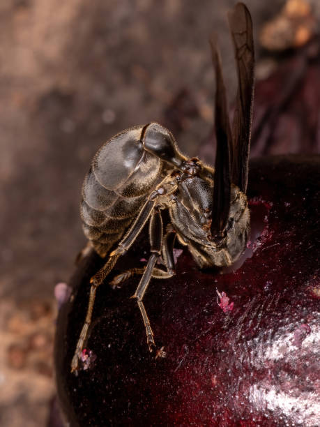 istock Adult Paper Wasp 1311171722