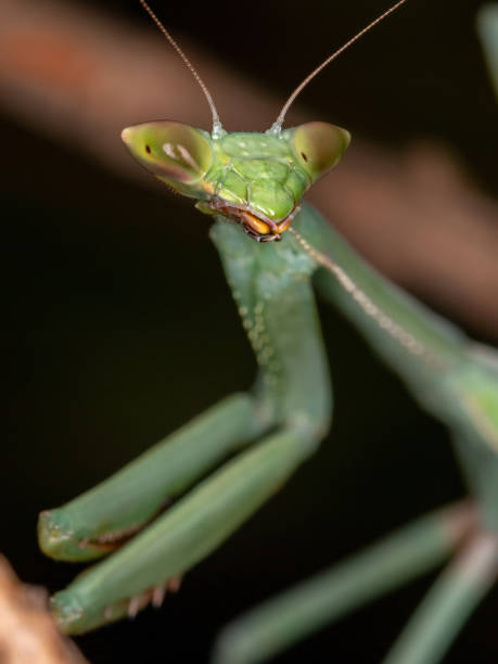 istock Green Mantid subadult 1311171742