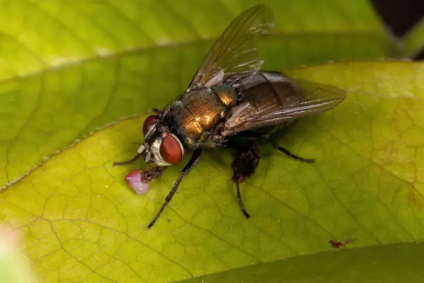 Australian Sheep Blow Fly of the species Lucilia cuprina