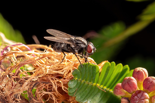 Baccha elongata Hoverfly Insect. Digitally Enhanced Photograph.