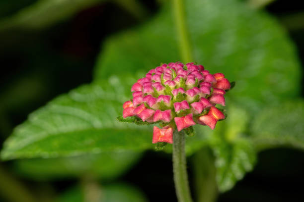 istock Flower of Common Lantana 1311171861