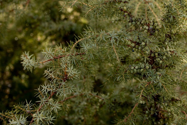 Dwarf Japanese garden juniper - Latin name - Juniperus procumbens Nana Dwarf Japanese garden juniper - Latin name - Juniperus procumbens Nana. juniperus procumbens stock pictures, royalty-free photos & images