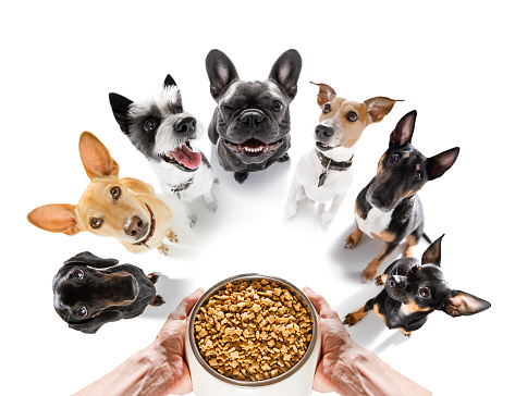 row of dogs as a group or team , all hungry  in front of food bowl , isolated on white background