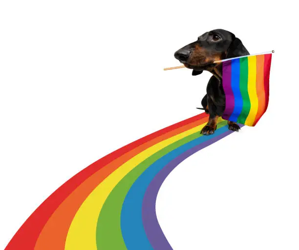 fairy  funny gay dog proud of human rights waving  with lgbt rainbow flag , isolated on white background