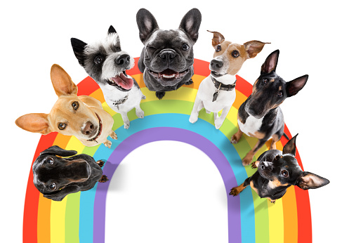 fairy  funny gay row couple of dogs proud of human rights ,  with lgbt rainbow flag , isolated on white background