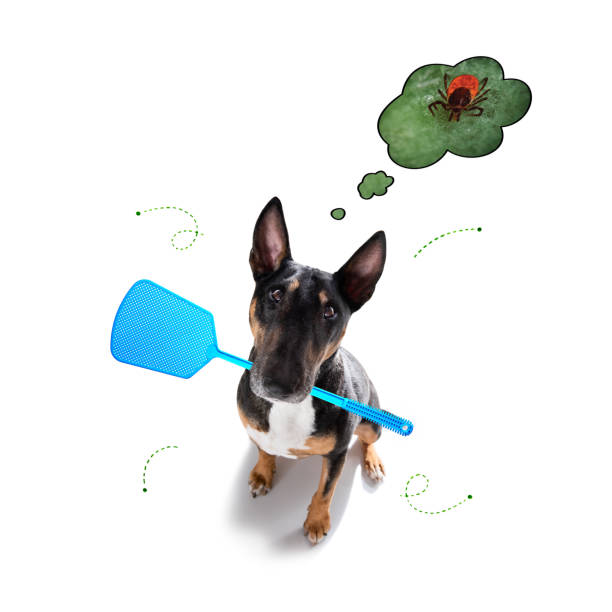istock dog with ticks and fleas 1311173001