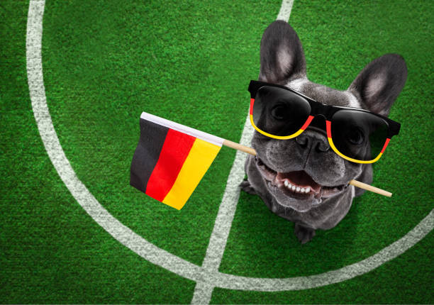 soccer french bulldog  dog playing with leather ball  , on football grass field with german , germany flag
