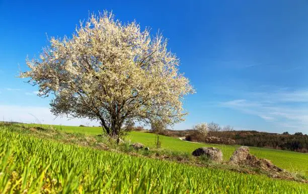 white flowering blackthorn bush or tree and green field, springtime view from bohemian and moravian highland