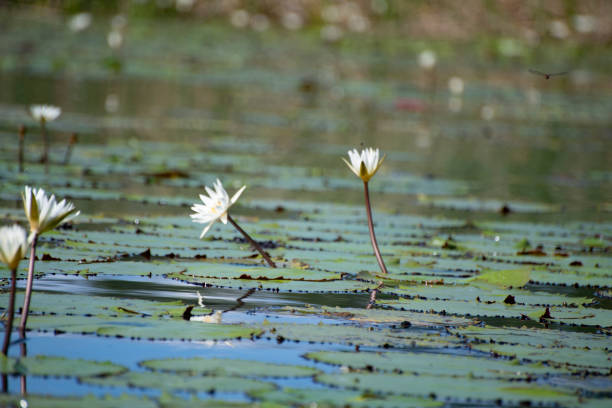 water lilies