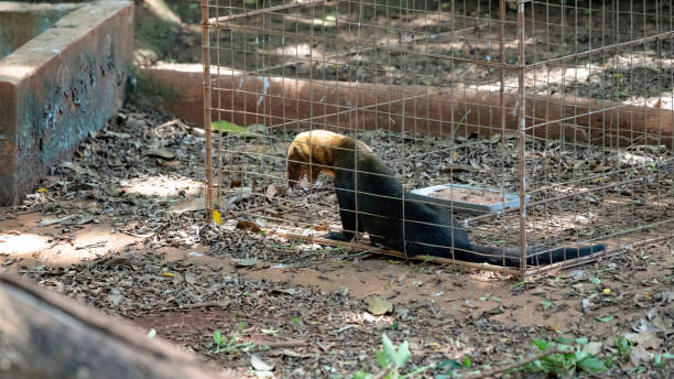 istock Tayra wild animal 1311176041