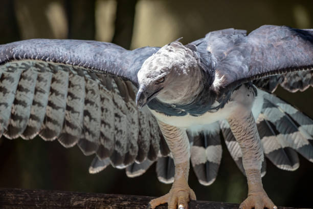 Harpy Eagle Harpy Eagle of the species Harpia harpyja harpy eagle stock pictures, royalty-free photos & images