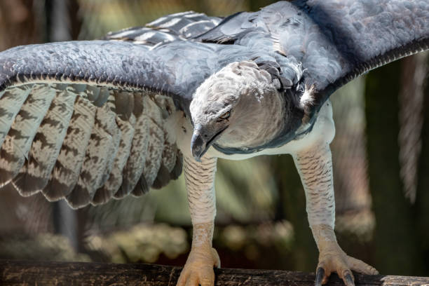 Harpy Eagle Harpy Eagle of the species Harpia harpyja harpy eagle stock pictures, royalty-free photos & images