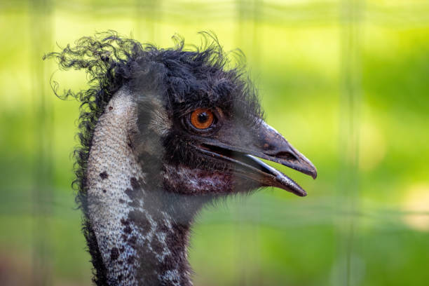 Emu Height Emu Head And Neck Close Up Stock Photos, Pictures & Royalty-Free Images ...