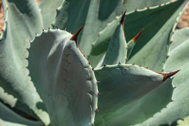 istock Beautiful Maguey cactus leaves 1311176863