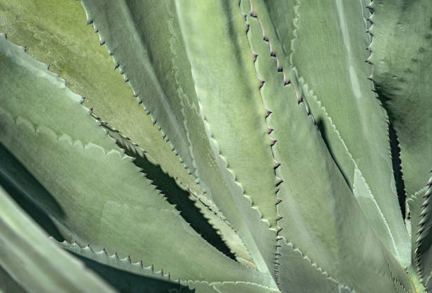 istock Beautiful Maguey cactus leaves 1311177481