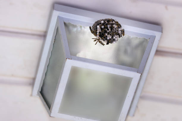 Paper Wasps building a nest on Outdoor Light Fixture