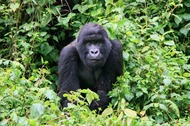 Portrait of endangered Mountain Gorilla (Gorilla beringei beringei) in Volcanoes National Park Rwanda stock photo