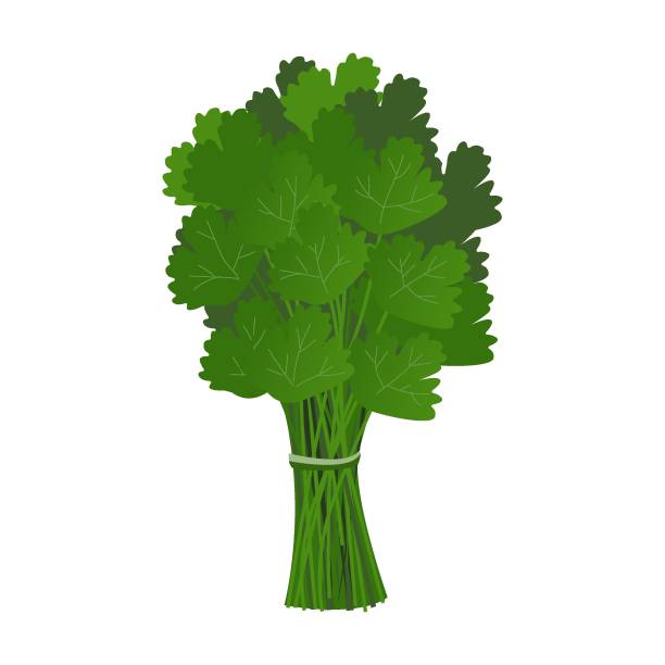 illustrazioni stock, clip art, cartoni animati e icone di tendenza di un mucchio di verdi di prezzemolo in stile cartone animato su sfondo bianco. - parsley