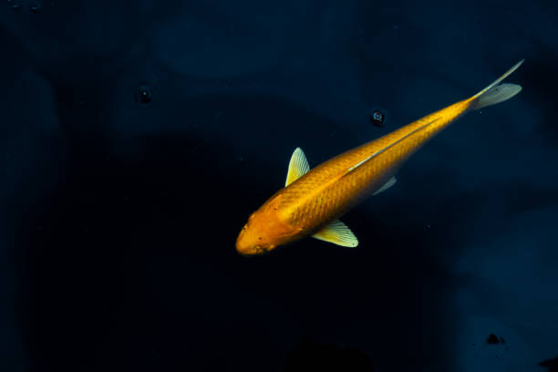 美しい鯉魚バタフライブラックの背景 - color image gold yellow black ストックフォ�トと画像
