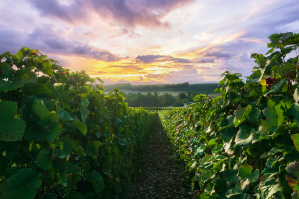 istock Row vine grape in champagne vineyards at montagne de reims 1311187013